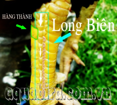 Long bienco 1 hang phu